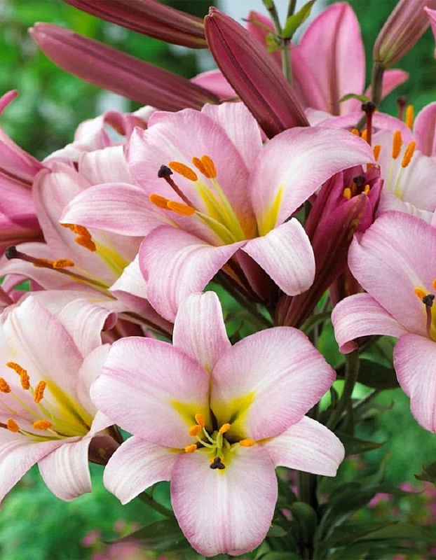 Лилия Пинк Планет 